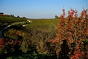 San damiano d'Asti - Colori d'autunno 2009_42